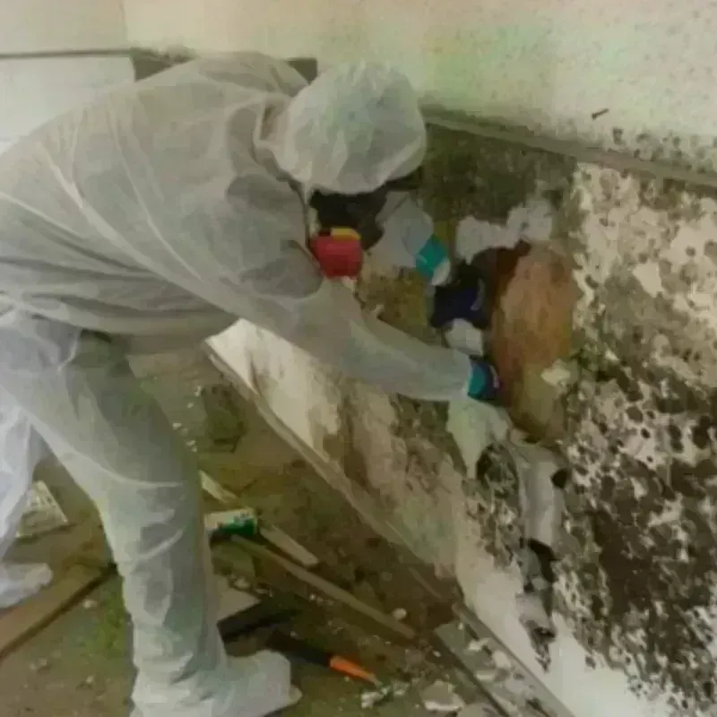 Mold Remediation and Removal in Carthage, NC